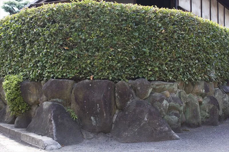 垣根に適した木の特徴とは