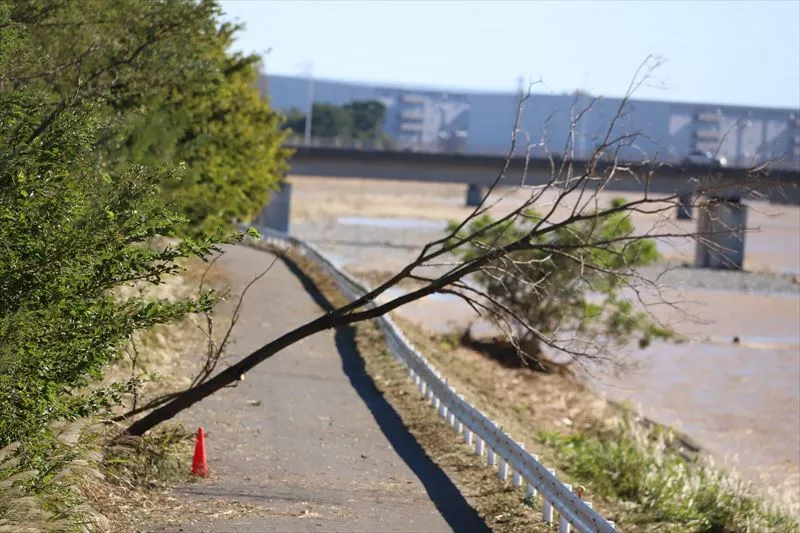 危険木の見分け方とは