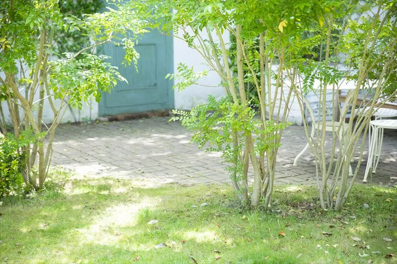 植栽におすすめの植物とは