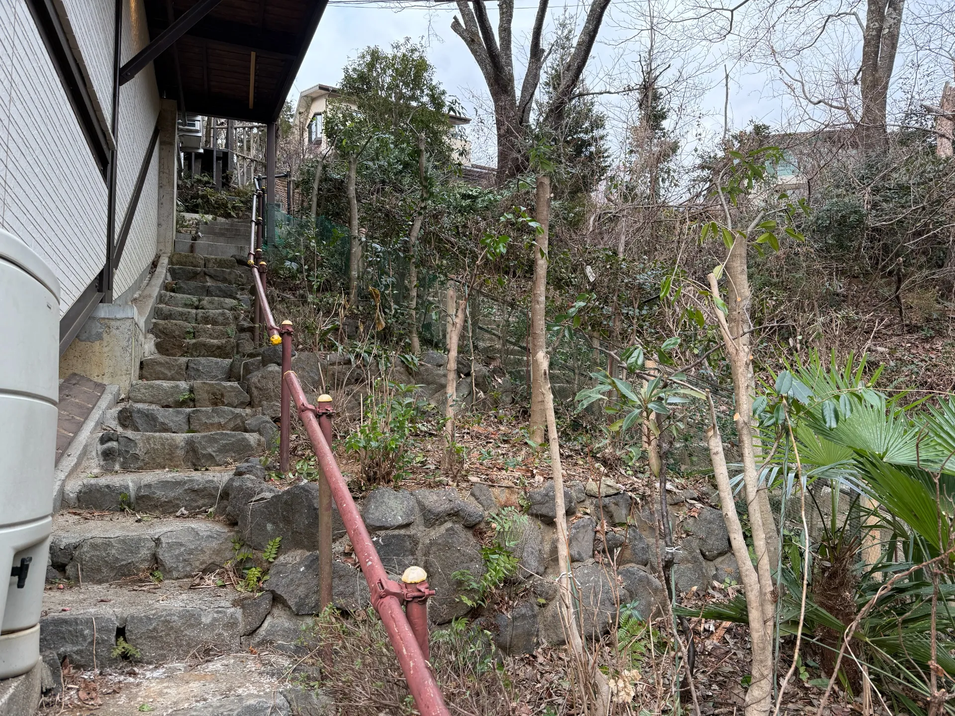 生い茂った庭木の強剪定
