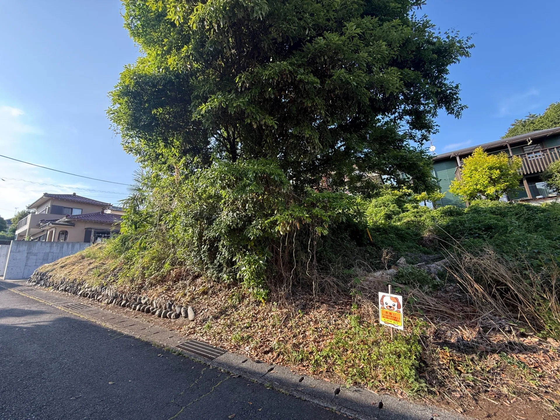 富士市　特殊伐採　施工前１