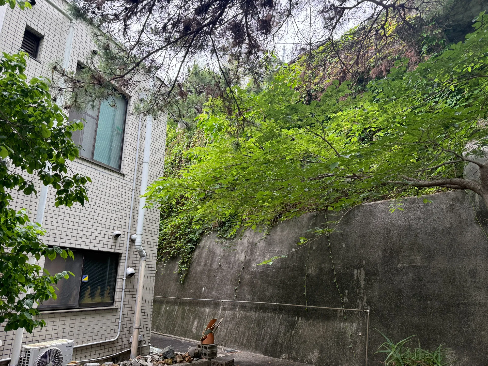 熱海市｜ツル除去・つる植物撤去施工事例