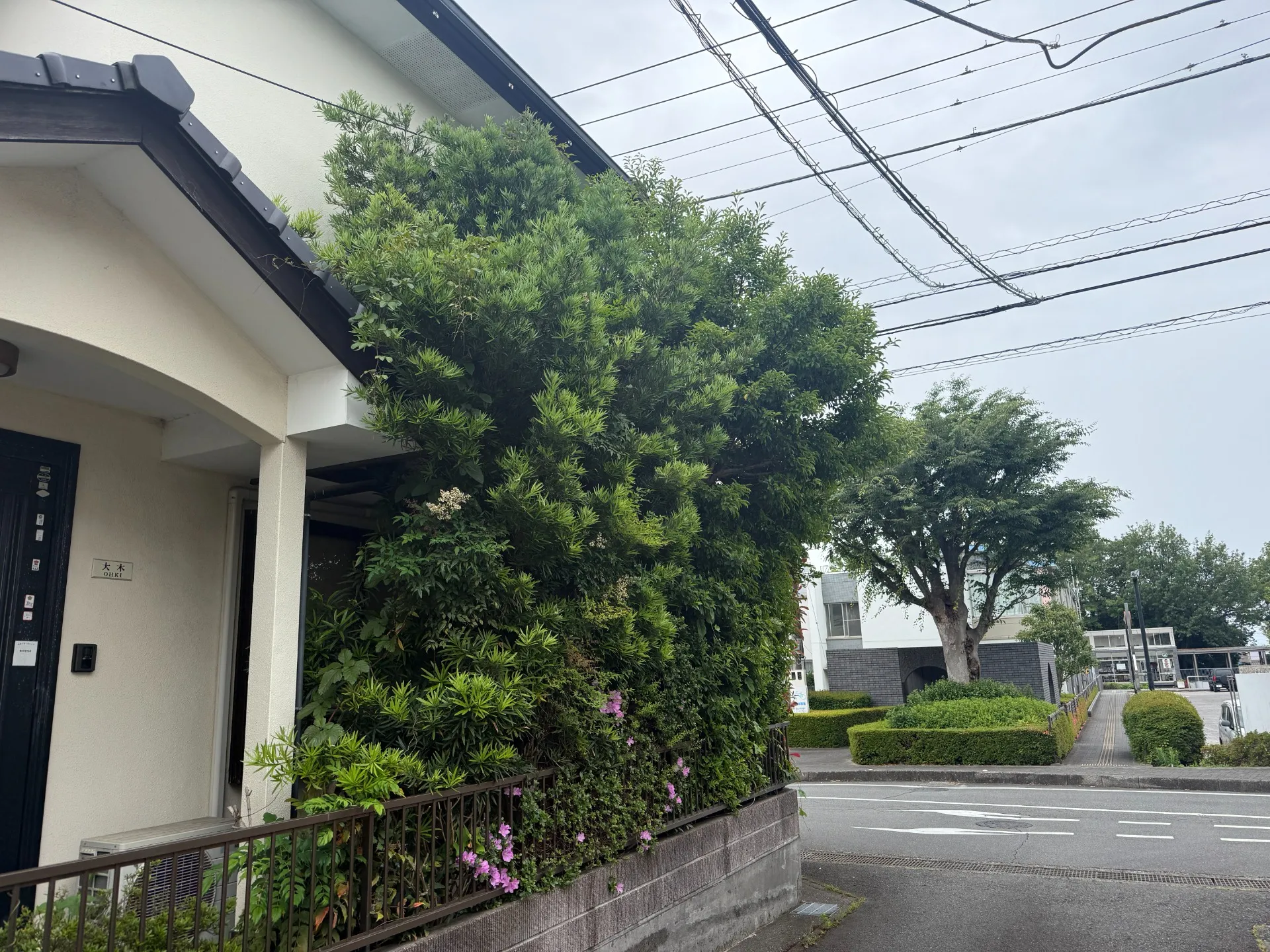長泉町｜庭木剪定・刈り込み剪定・ツル除去施工事例