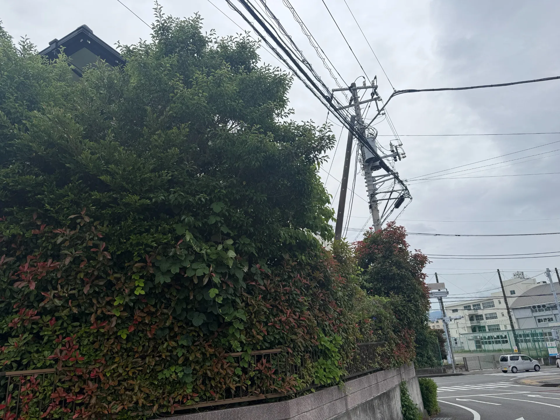 長泉町｜庭木剪定・刈り込み剪定・ツル除去施工事例