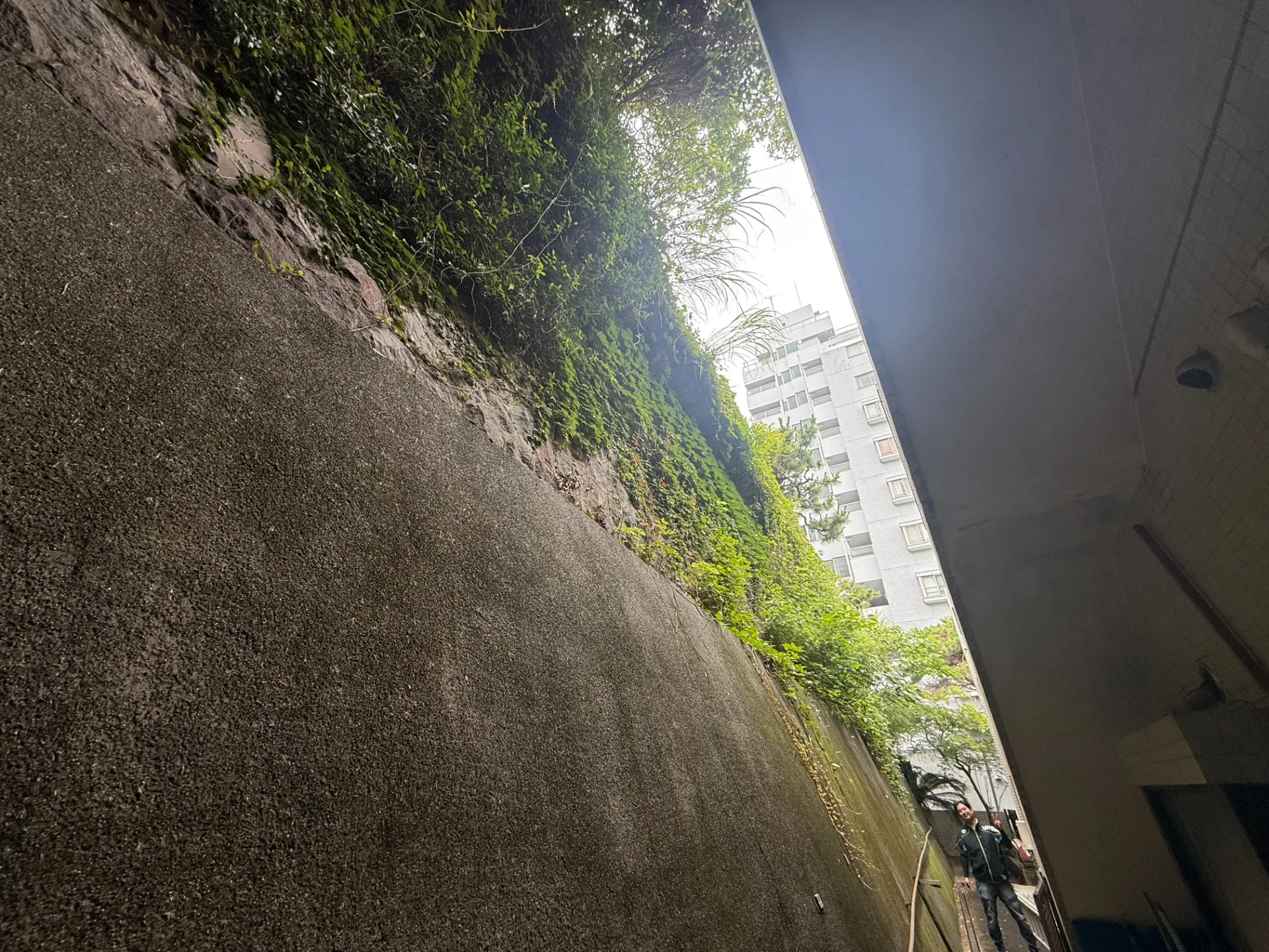 熱海市｜ツル除去・つる植物撤去施工事例