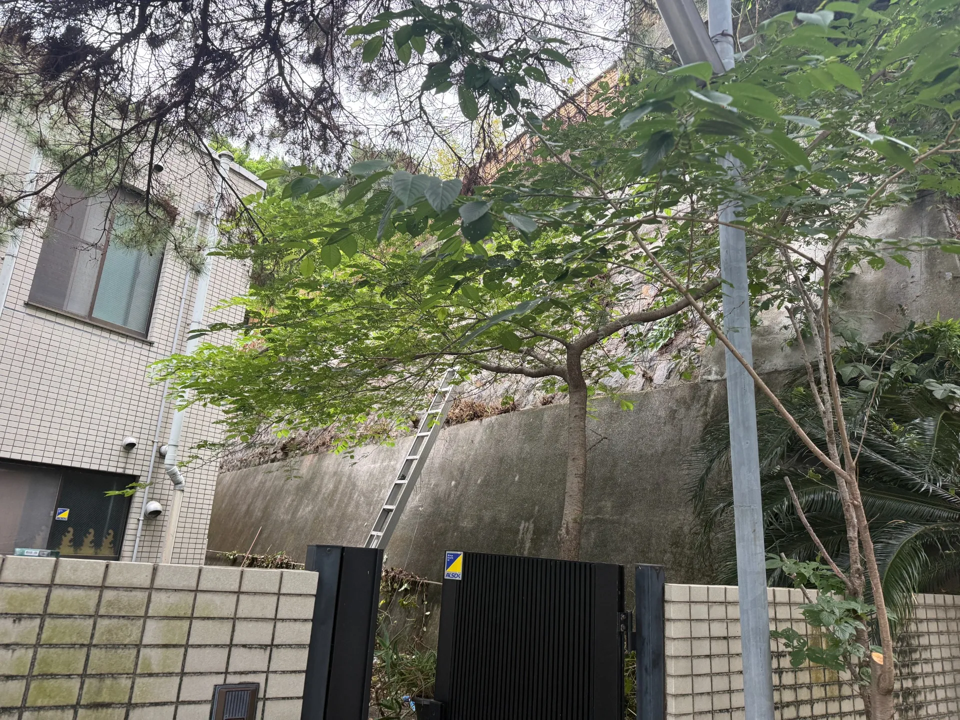 熱海市｜ツル除去・つる植物撤去施工事例