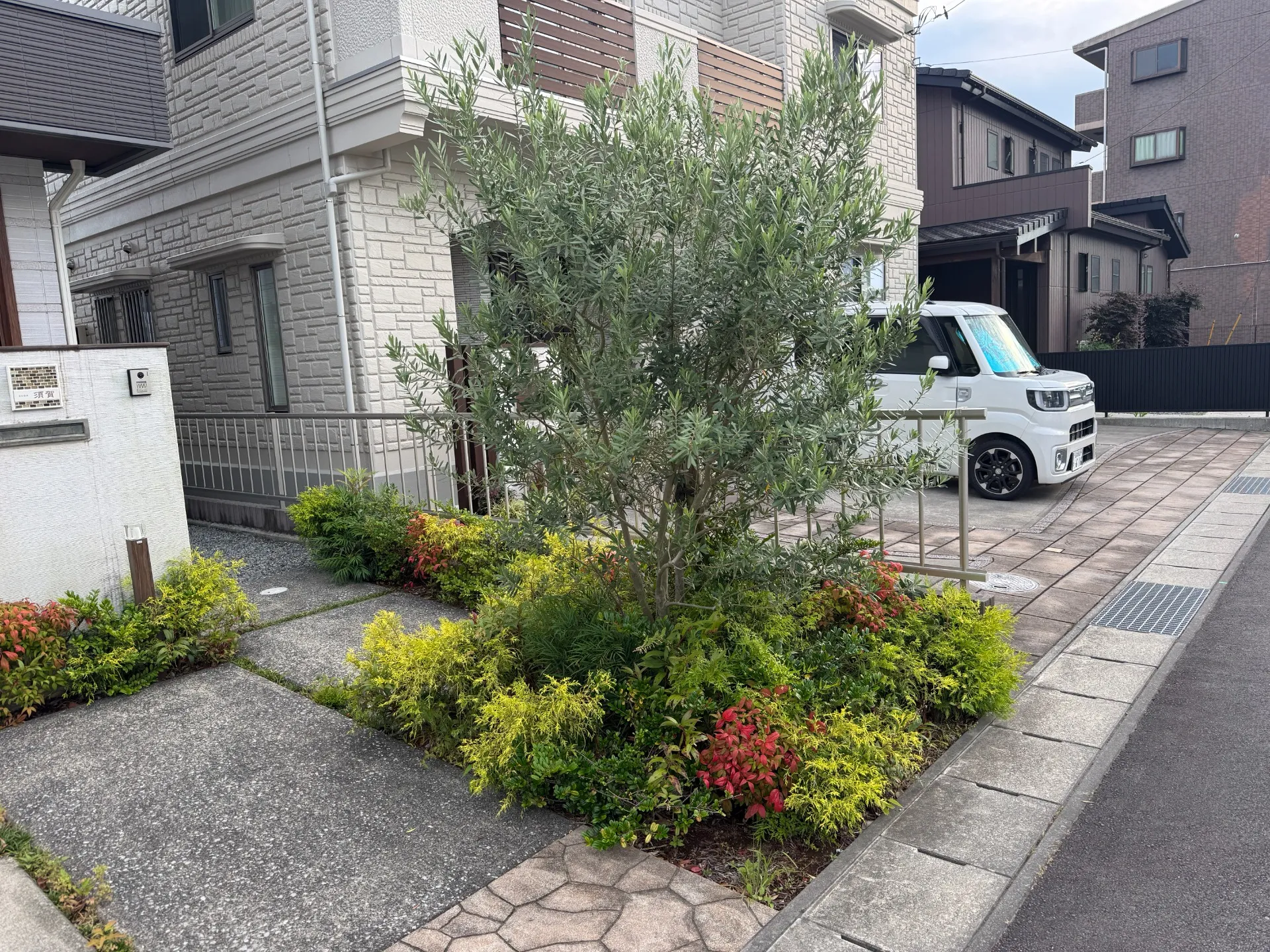清水町｜オリーブの剪定施工事例