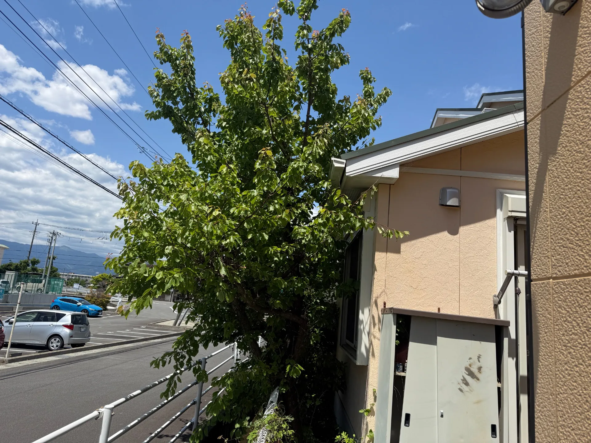 沼津市｜庭木の伐採施工事例｜建物際の大木を安全に伐採しました