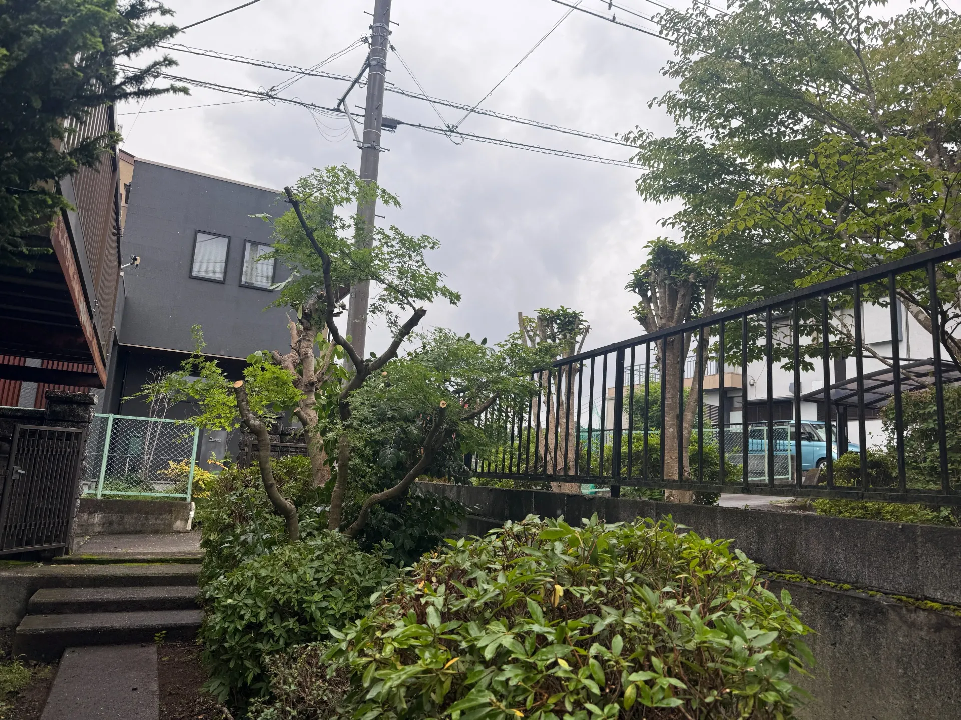三島市｜庭木の剪定・強剪定で大きくなった樹木をスッキリ