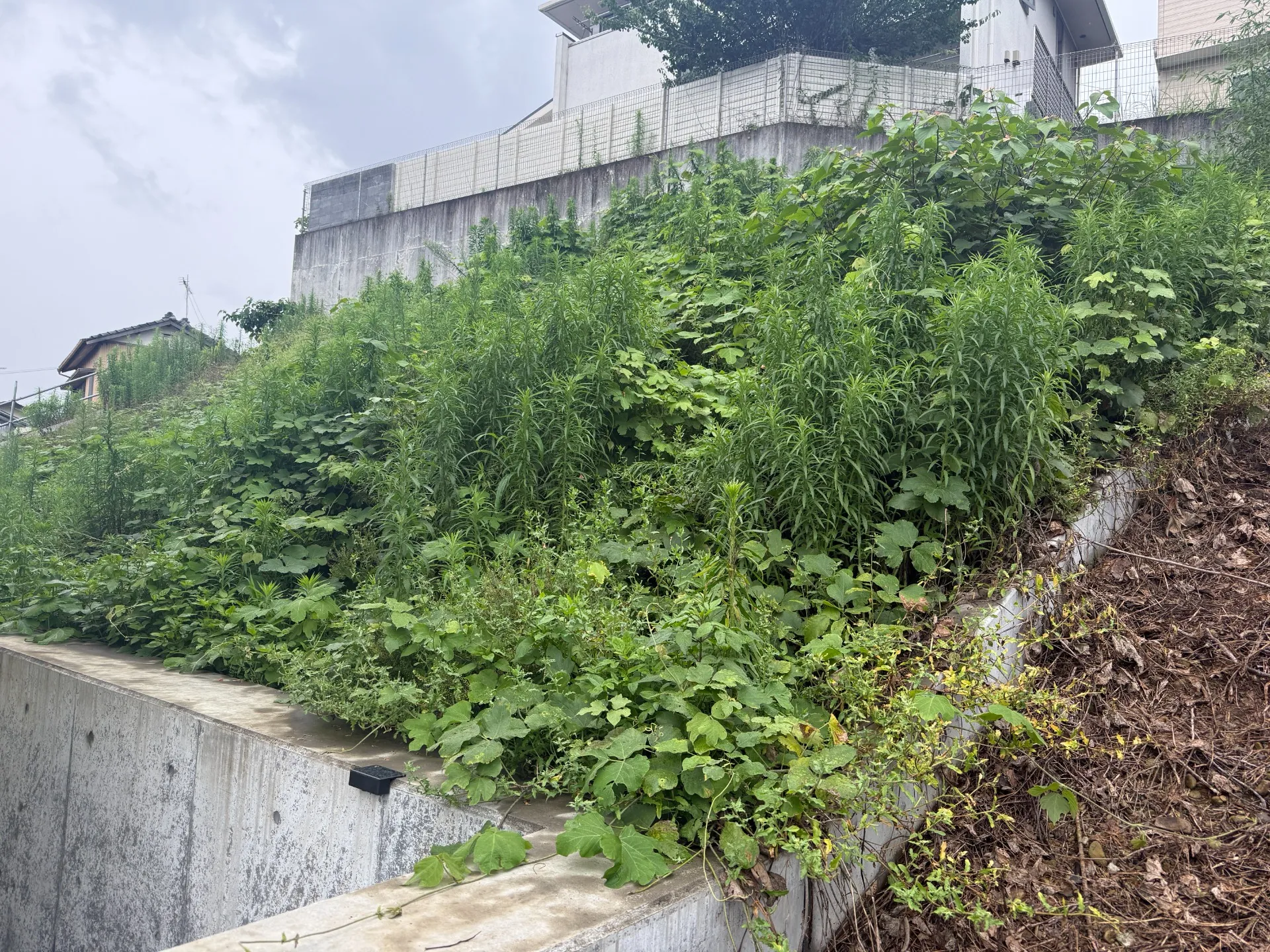 長泉町｜傾斜地の草刈り・除草作業