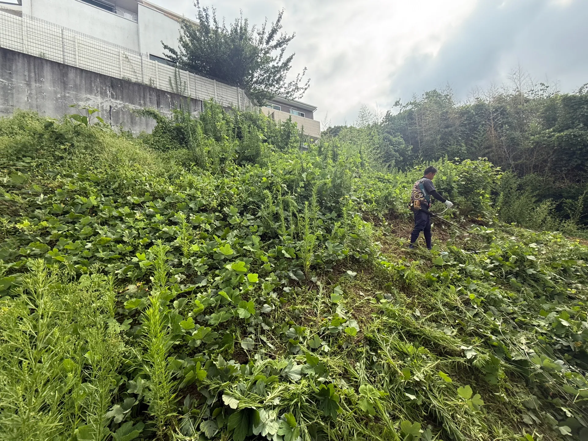 長泉町｜傾斜地の草刈り・除草作業