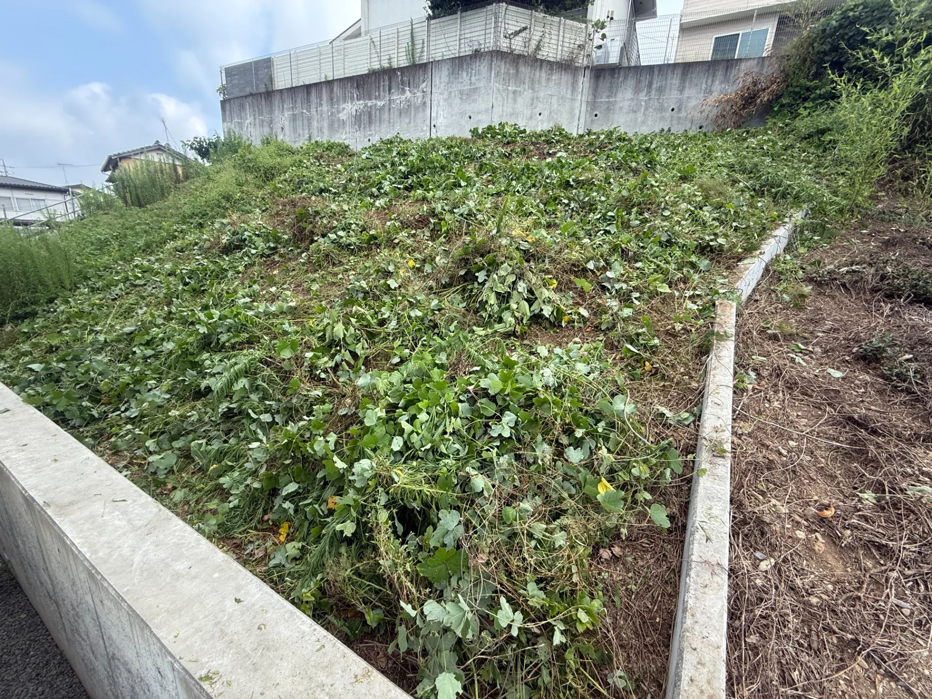 長泉町｜傾斜地の草刈り・除草作業
