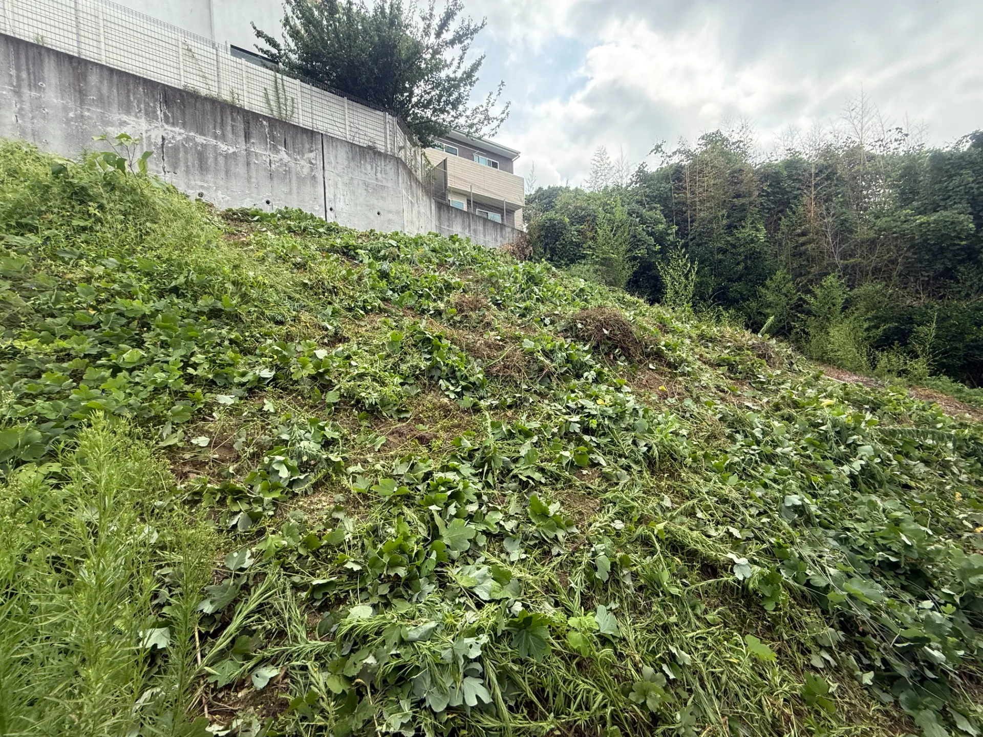 長泉町｜傾斜地の草刈り・除草作業
