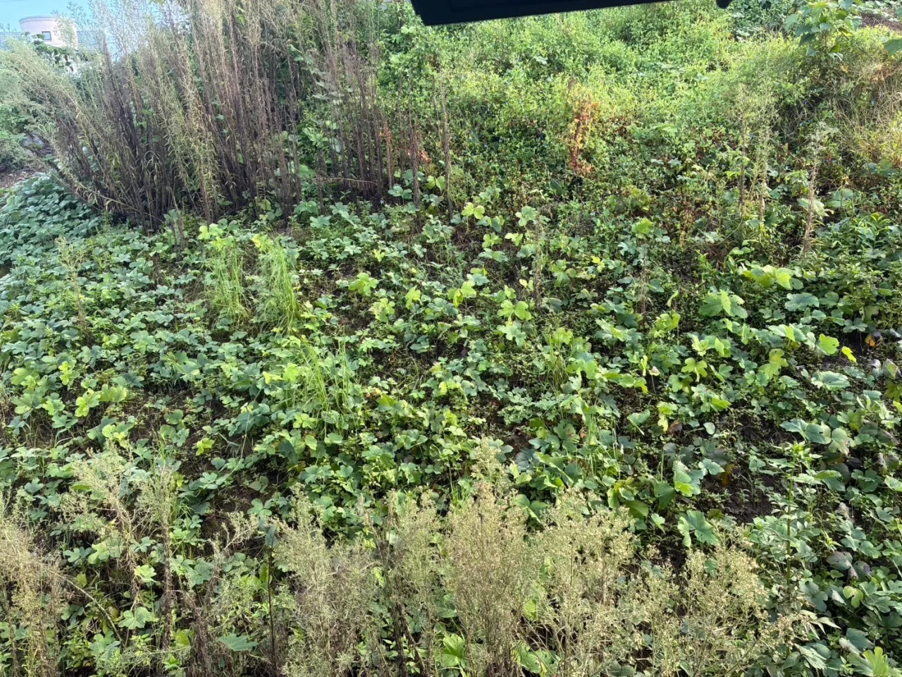 沼津市｜傾斜地・法面の草刈り工事