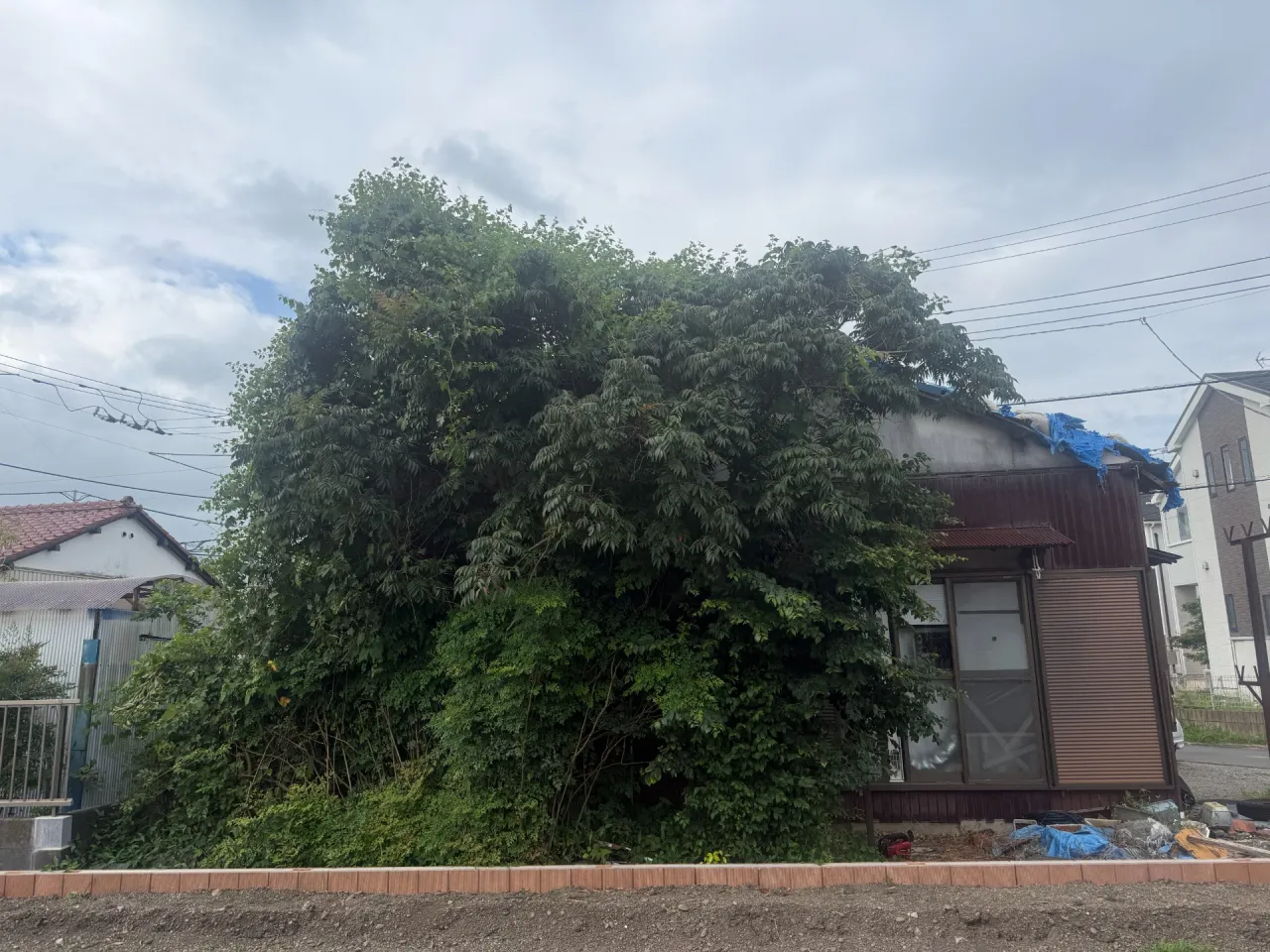 沼津市｜住宅を覆うほど大きくなった庭木の伐採